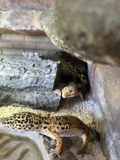 Terrarium mit 3 Leopardgeckos -vollausgestattet + Zubehör