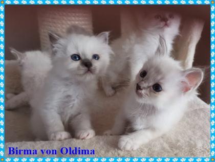 Birma Babys aus seriöser, registrierte Hobbyzucht mit Sitz im Nordrhein-Westfale