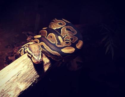 Königspython (Python regius)