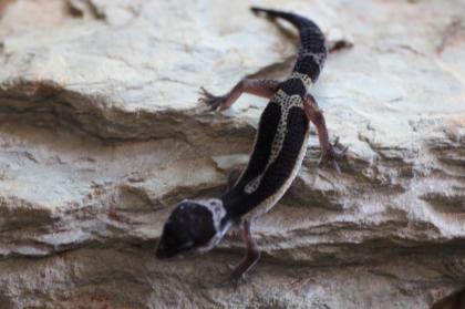 Leopardgecko Weibchen Black Night mack snow