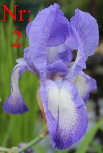 Biete: Verschiebene Schwertlilien (Iris). Blumen.