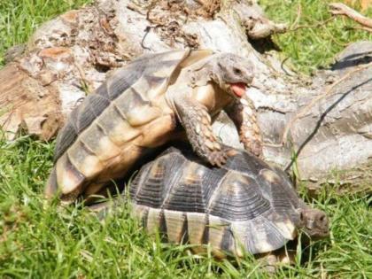 Testudo Marginata- Breitrandschildkröte Nachzuchten aus 2024