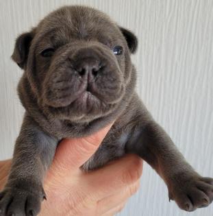 Französische Bulldogge - Welpen in blau / blue & blue-tan mit Ahnentafel