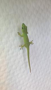 Phelsuma grandis (Geckos)