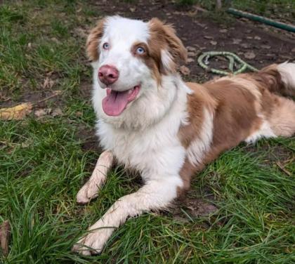 VIANIA - Australian Sheperd - 11 Monate - Tierhilfe-Franken e.V.