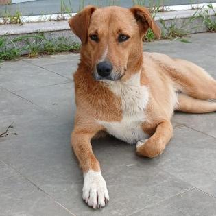 Cookie - ein Seelchen zum Verlieben
