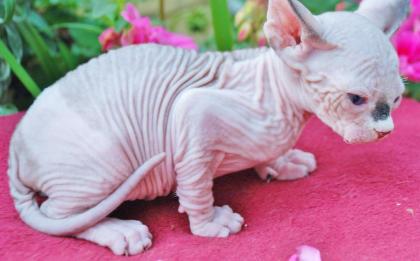 Canadische Sphynxkatzen mit ehrlichen Tasthaaren!