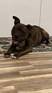 Pit-Staff-Mix sucht dringend neues Zuhause oder Pflegestelle!!