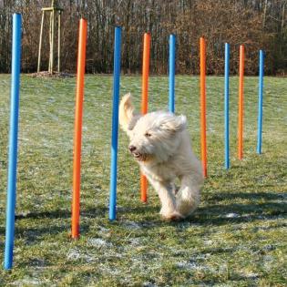 Agility Slalom Stangen Neuware bei Ihrem günstiger Online Tiershop