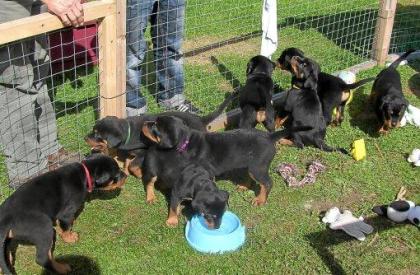 Typvolle Reinrassige Kräftige ADRK Rottweilerwelpen abzugeben (Reinrassig)