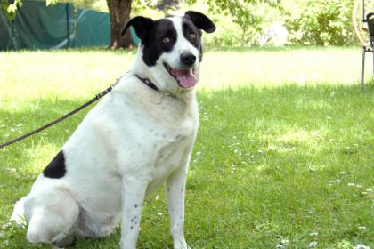 BADOU - Mix - 6 Jahre - Tierhilfe-Franken e.V.