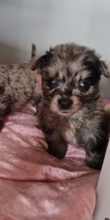 Yorkiepom in blue merle und black