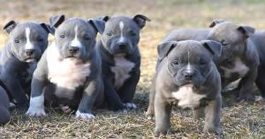 American Pit Bull Terrier Welpen zu verkaufen!!!!