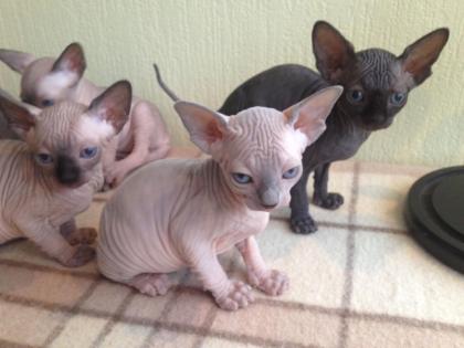 Hypoallergene 100% haarlose Sphynx-Kätzchen