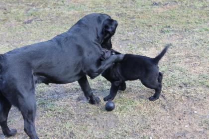 Labradorwelpen