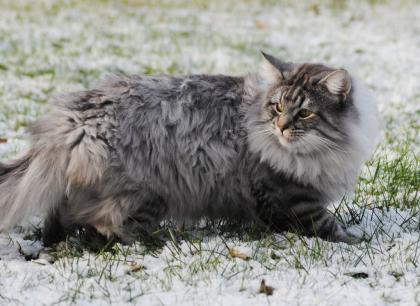 Norwegische Waldkatze in black white