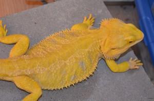 Suche intensiv gelbe Farb-Bartagamen z:B. Citrus, Citrus Hypo Leatherback, etc.