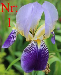 Biete: Verschiebene Schwertlilien (Iris). Blumen.