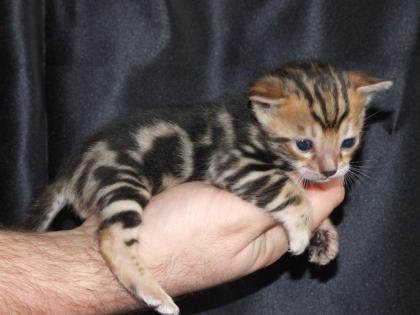 Bengalkatzenbabys