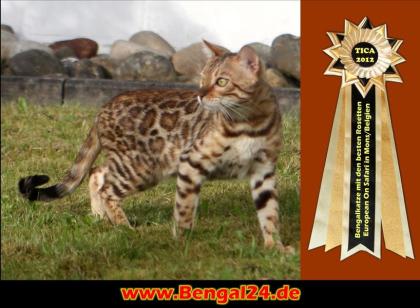 Traumhafte Bengalkatzen - neue Zuchtgeneration bei www.Bengalkatzen.com, Bengalk