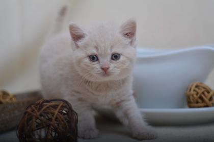 5 BKH Kater u. 1 BLH Kater in den Farben Blau u. Creme, suchen zuverlässiges Kus