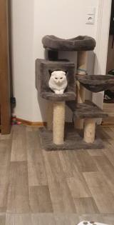 Schottisch Fold Kurzhaar Kater 