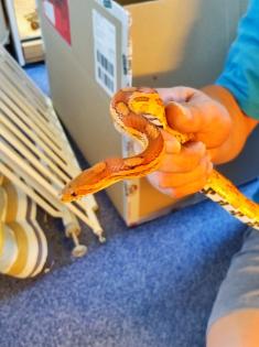 Kornnatter (Pantherophis guttatus)
