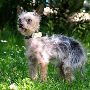 YORKI GIZMO - männlich  15 Jahre  20 cm  1 kg  Mini Yorkshire-Terrier  Gechipt  