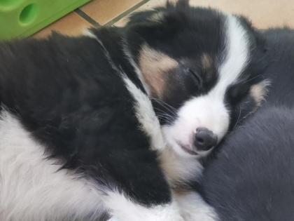 Reinrassige Border Collie Welpen Rüde Familienaufzucht Thüringen