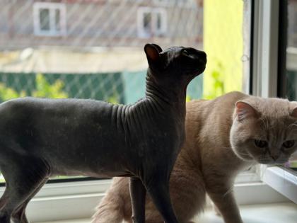 2 Reinrassige Katerchen