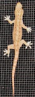 Hemidactylus frenatus / platyurus Hausgeckos