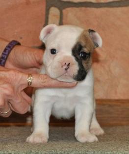 ! Französische Bulldogge Welpen sind umzugsbereit!