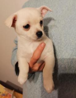 Zuckersüßer weißer Pomchi Welpe Pomeranian Chihuahua Zwergspitz Mischling Mix