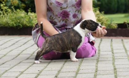 Miniature-Bullterrier Welpen.