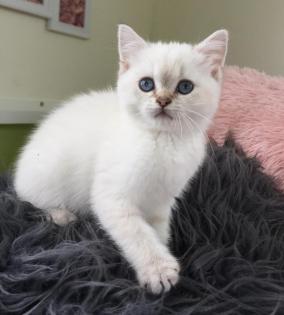 Echte British Shorthair Kitten in lilac Golden shadet point mit Stammbaum