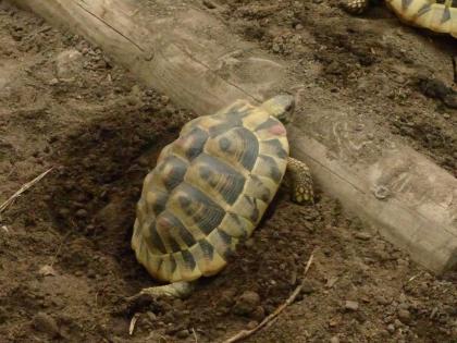 Griechische Landschildkröten, Eier legend zu verkaufen