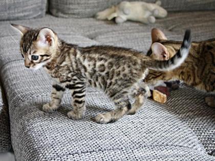 Bengal- Kitten liebevolle Hobbyzucht