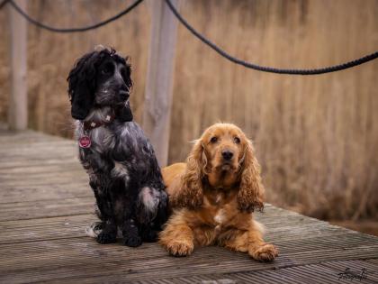 Hundeshooting Hundefotografie Hund&Mensch