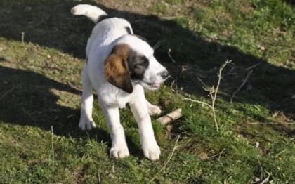 Loupie sucht ein passendes Zuhause