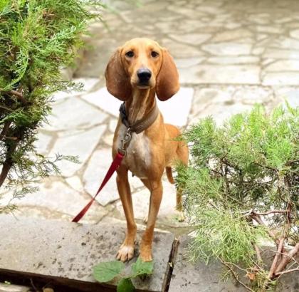 Maila sucht ein passendes Zuhause