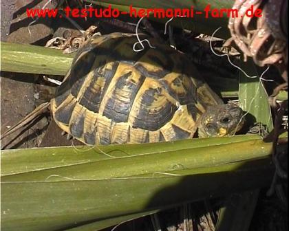 Landschildkröten aus Italien Testudo hermanni hermanni Nachzuchten