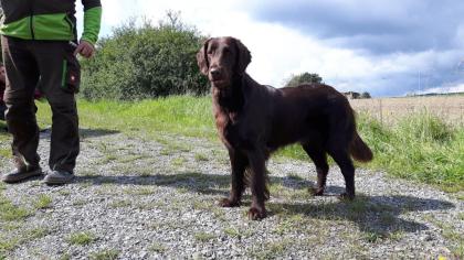 Flatcoated Retriever- Welpen, schwarz und braun, mit Papieren