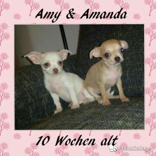 2 Chihuahua Mädchen mit Ahnenpass
