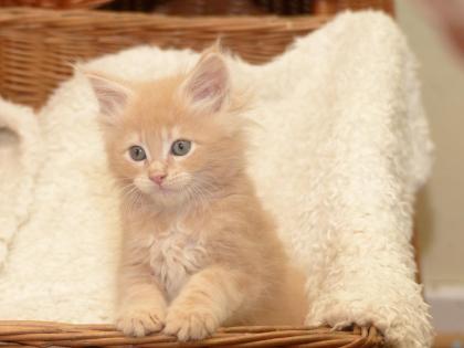 Maine Coon Babys