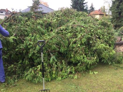 Wurzelfräsen Stubbenfräsen Wurzel Baumwurzel Stubben zu entfernen