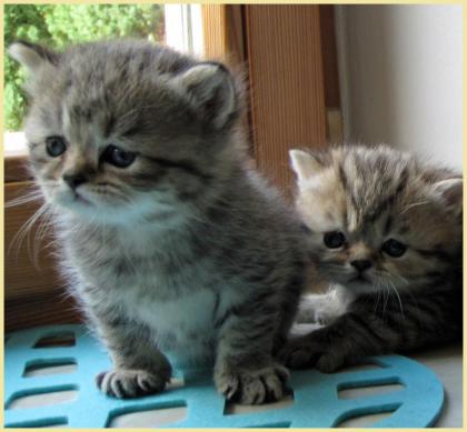 Der Zuckerschnute Britisch Langhaar Baby * schocko -golden Tabby