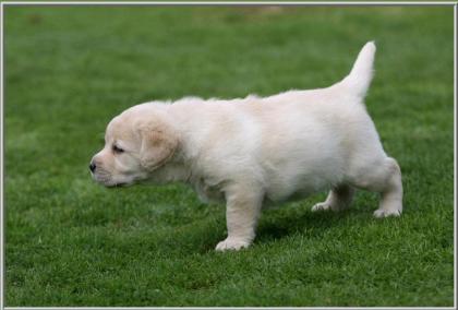 Labrador welpen mit Papieren Welpen