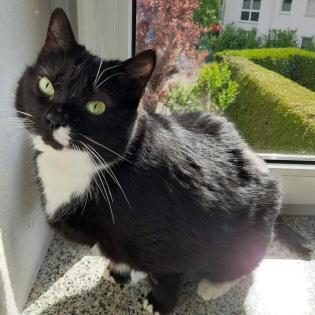 LINA - europäische Kurzhaarkatze - 9 Jahre - Tierhilfe-Franken e.V.