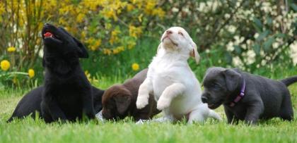 Bildschöne Labradorwelpen 12 Wochen suchen ein neues Zuhause.