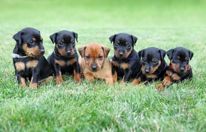 Wunderschöne Liebevoller Reinrassige Zwergpinscher Welpen 3 Hündinnen und 4 Rüde